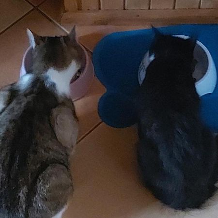 Chataa Szczechy Male Zewnętrze zdjęcie