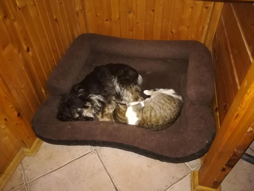 Chataa Szczechy Male Zewnętrze zdjęcie