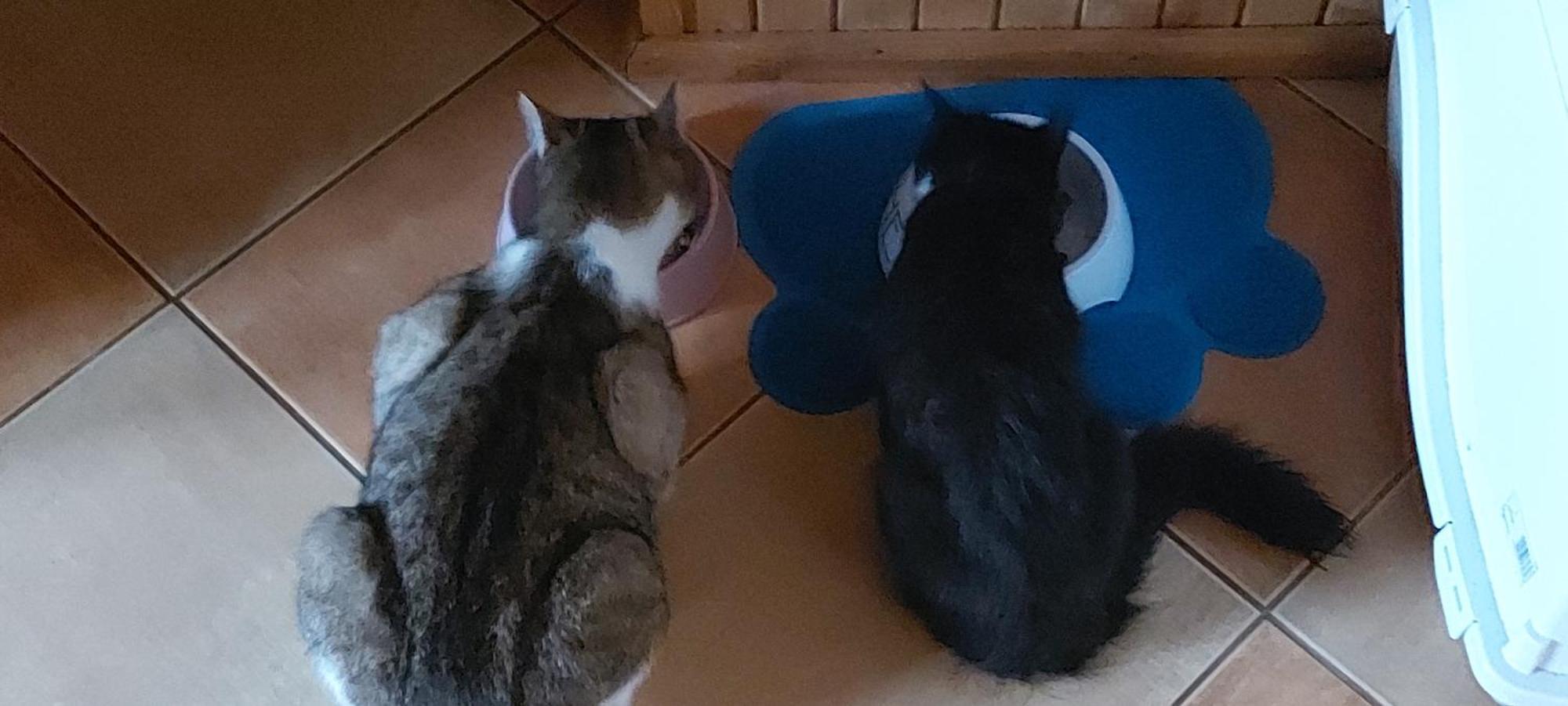 Chataa Szczechy Male Zewnętrze zdjęcie